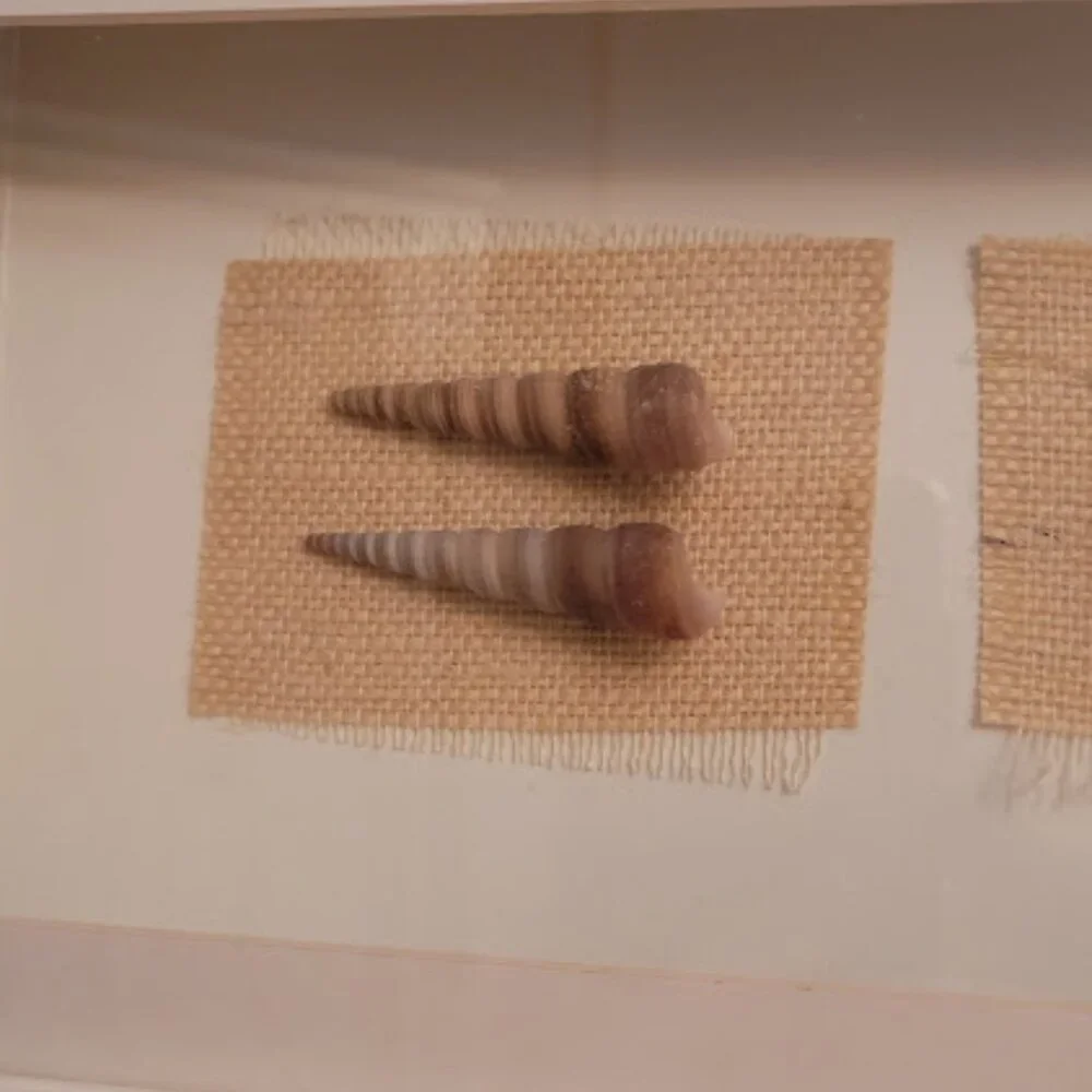Sea Shell Shadow Boxes - Picture 6 of 11